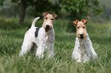 FOX TERRIER 625